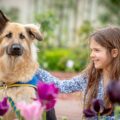 Collection Handi'Chiens